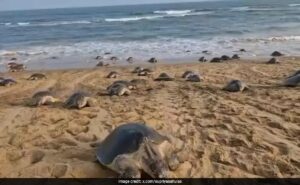 Expert On Why Record Number Of Endangered Olive Ridley Turtles Are Arriving At Odisha Beach