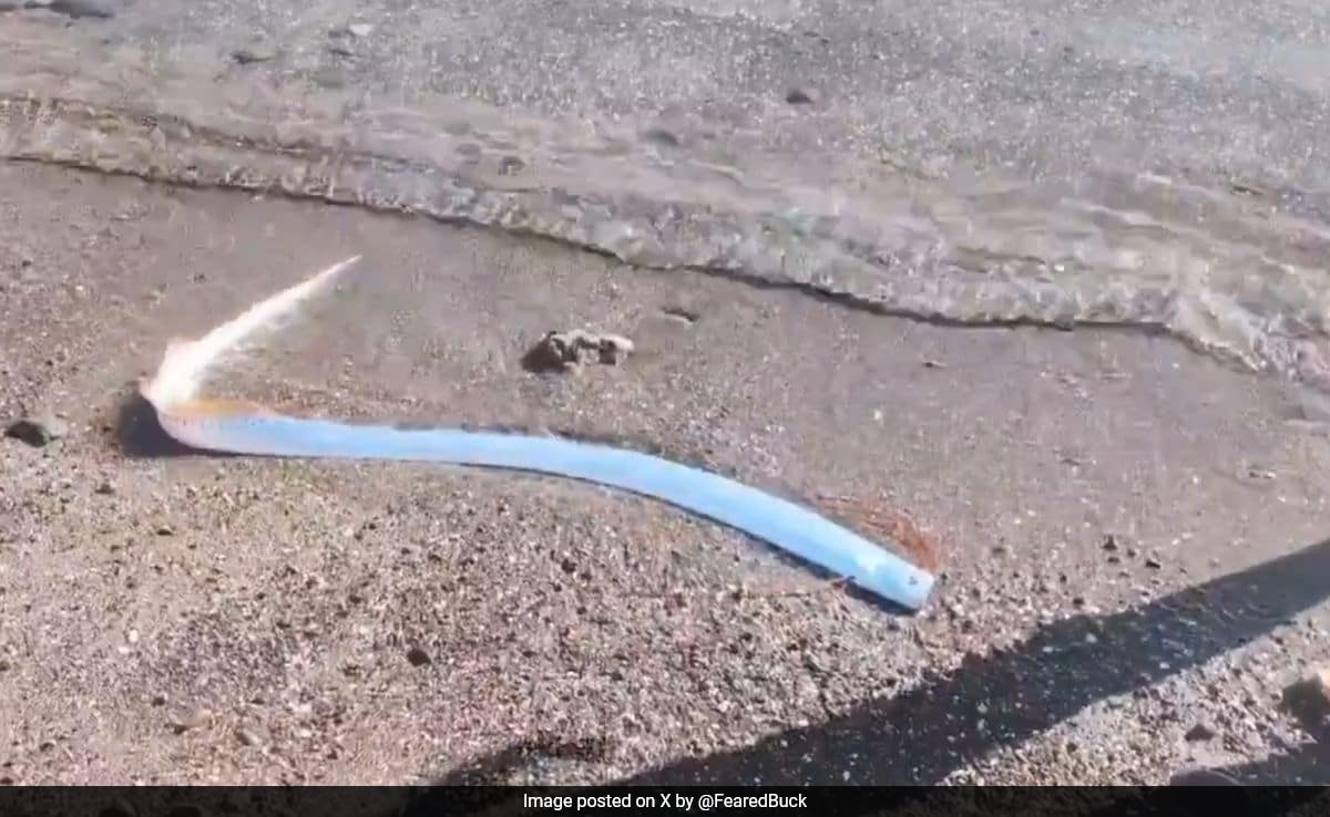 Rare "Doomsday Fish" Washes Ashore in Mexico, Sparks Alarm