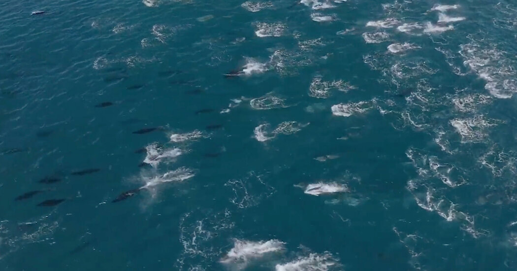 Boat Crew Discovers Massive Superpod of Dolphins in a California