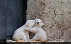 Rare Footage Of Baby Polar Bears Emerging From Den Captured By Scientists