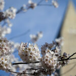 City Cruises DC unveils cherry blossom events with Joey Fatone