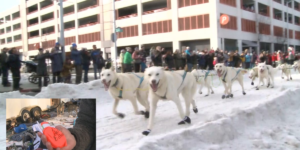 Remains of sled dogs lost to snowmobile accidents during the