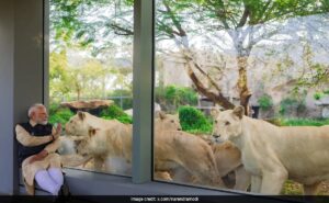 PM Modi's Close Encounter With Lions At Wildlife Centre In Gujarat