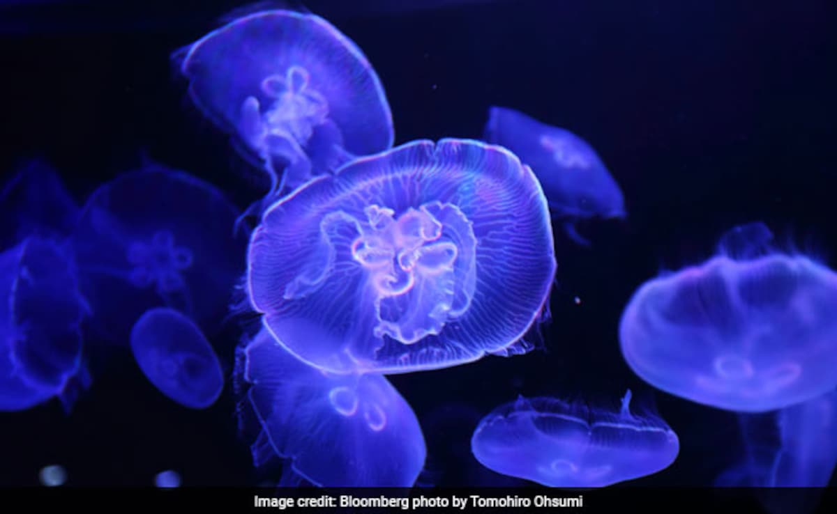 Tourists Demand Cleanup After Dead Jellyfish Wash Ashore At Odisha Beach