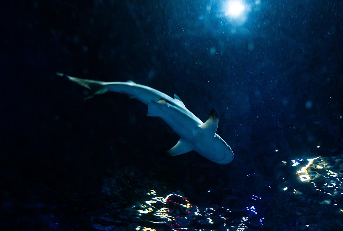 Shark Stingrays and Fish Set to Join Sea Life Florida